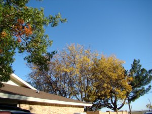 Fall Backyard Fall Backyard