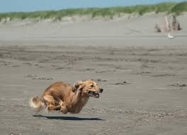Dog running